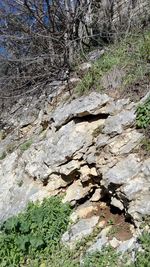 Plants growing in forest