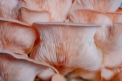 Close-up of mushrooms