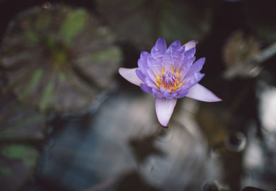 Close-up of purple lotus water lily