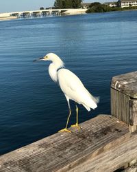 Close-up of white bird perching on wood by lake