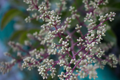 Close-up of flowers on tree