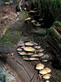 Close-up of mushrooms growing on field in forest