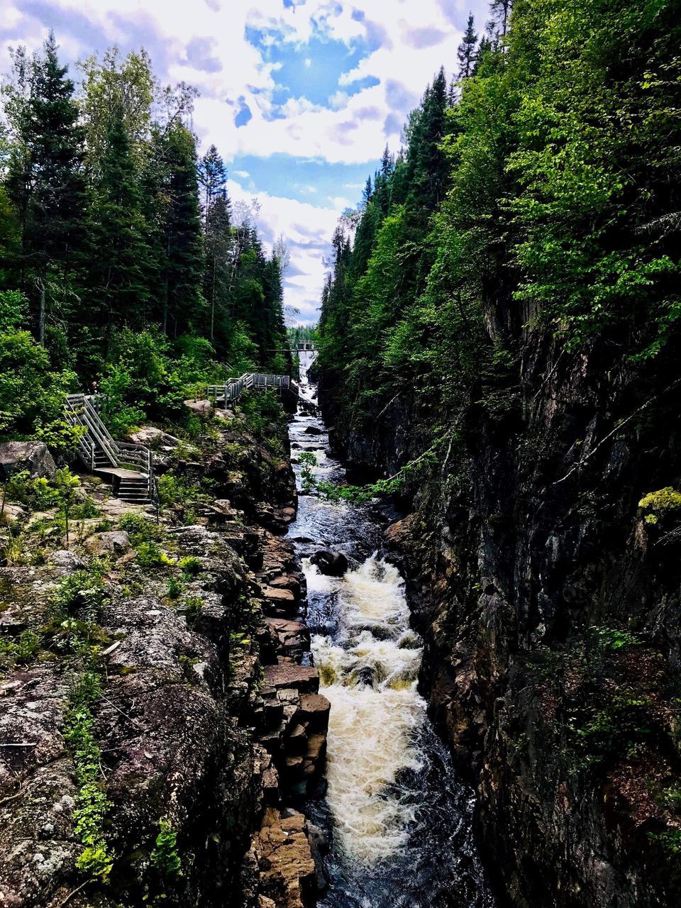 PLANTS GROWING ON ROCKS AGAINST SKY