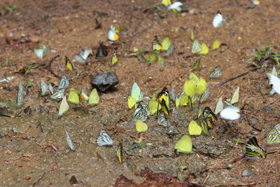 High angle view of leaves on field