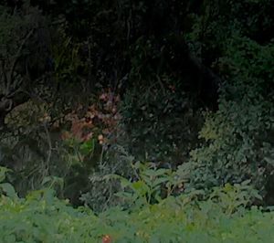 Plants growing on rocks