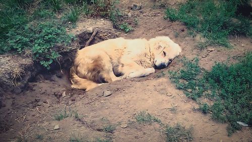 High angle view of dog on sand