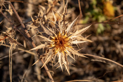 Close-up of dried plant on field