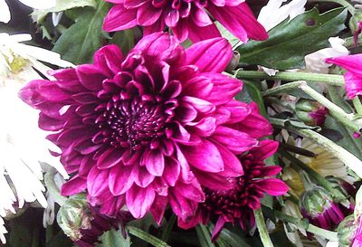 Close-up of pink flowers