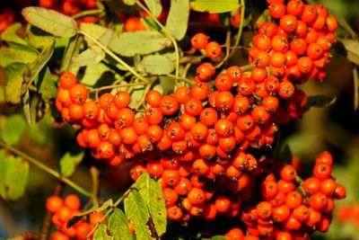 Close-up of berries growing on tree