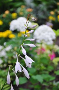 Close-up of white flowering plant