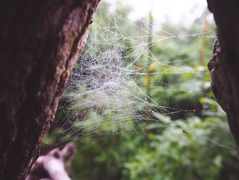 Close-up of spider web on tree