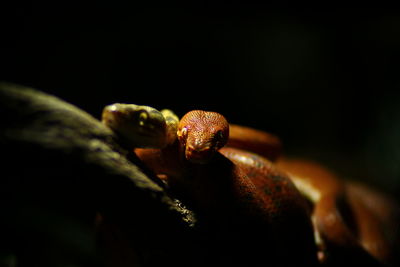 Close-up of an insect on black background