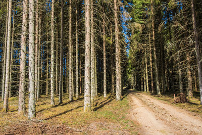 Dirt road in a spruce forest a summer day