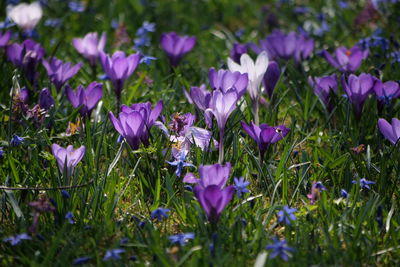 Close-up of purple crocus flowers on field