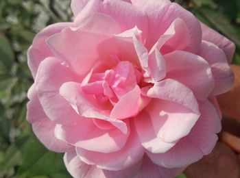 Close-up of pink rose blooming outdoors