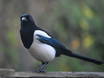 Close-up of bird perching on railing