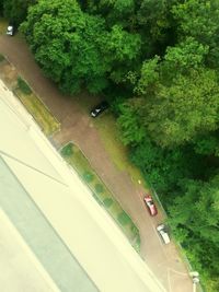 High angle view of trees along road