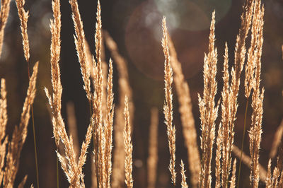 Full frame shot of plants hanging on rope