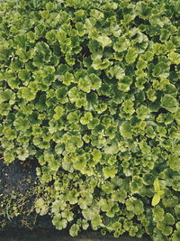 Full frame shot of plants growing on land