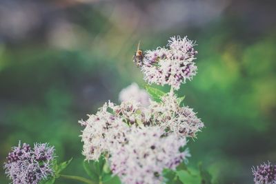 Close-up of butterfly pollinating on pink flower