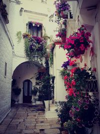 Potted plants against building