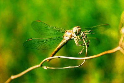 Close-up of insect on leaf