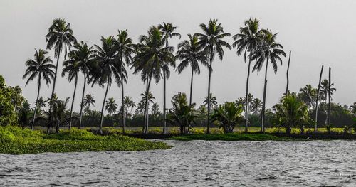 Palm trees by river against sky