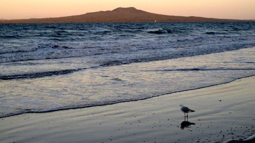 Bird perching on beach by sea during sunset