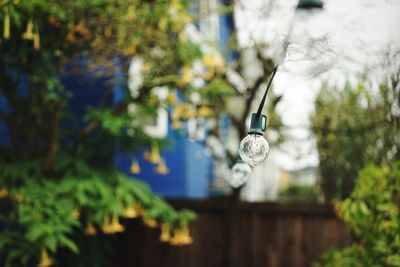 Close-up of plant against blurred background