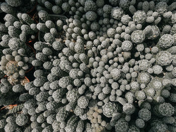 Cactus mammilaria