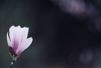 Close-up of pink flower blooming outdoors