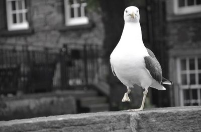 Close-up of bird perching on retaining wall