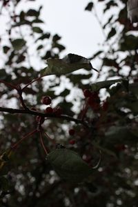 Close-up of berries on branch