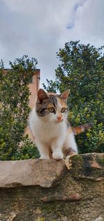 Cat sitting on wall