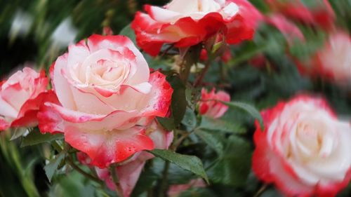 Close-up of pink roses