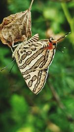 Close-up of butterfly on leaf