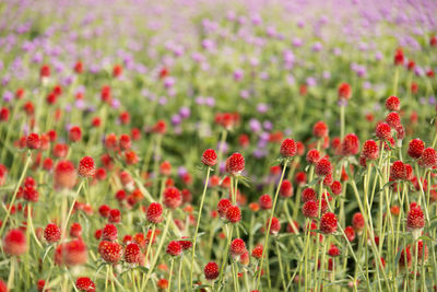 Close-up of red poppy flowers blooming in field