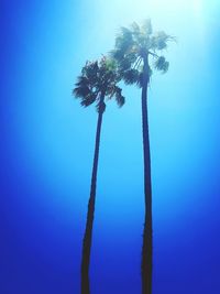 Low angle view of palm trees against clear blue sky