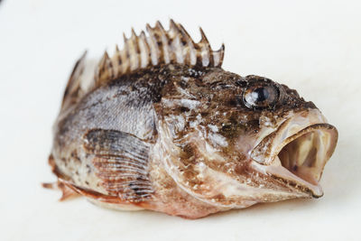 Close-up of dead scorpionfish on white background