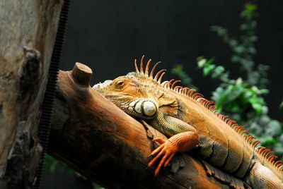 Close-up of lizard