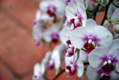 Close-up of pink flowers blooming outdoors