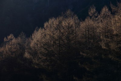 Trees against sky at night