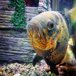 Close-up of fish in water