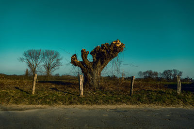 Bare tree on field against clear sky