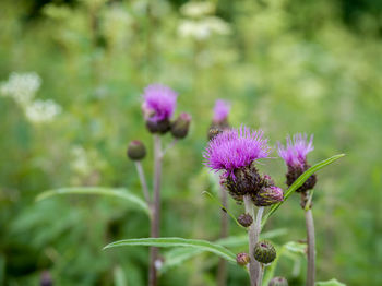 Close-up of purple thistle flowers