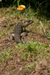 Close-up of lizard