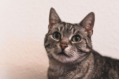 Close-up portrait of cat by wall