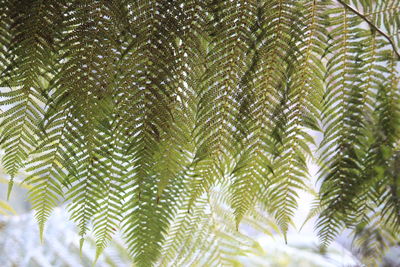 Close-up of palm tree