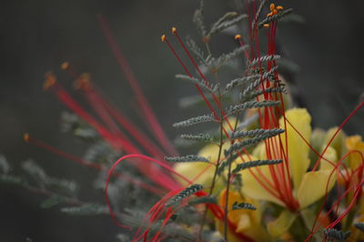 Close-up of plant and flower