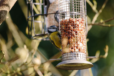 Close-up of bird perching on feeder